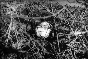 Projection: pierre dans une haie, Lovers Lane, Ludham